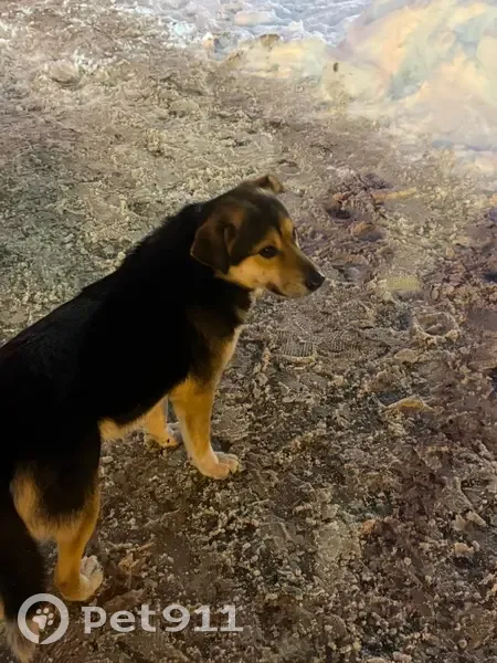 Найден собака, мужской, Интернациональная улица, Тамбов - добрый и ласковый - photo