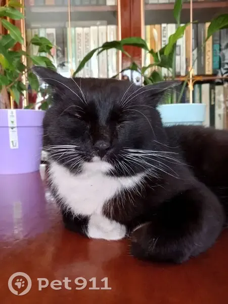 Пропал кот, улица Калинина, Иркутск - белая грудка, белые лапки - photo