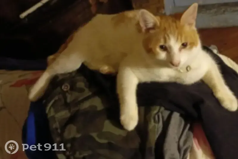 Пропал кот, Железнодорожная улица, Красногорск - бело-рыжий с черным ошейником - photo