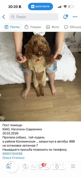 Пропал собака, Затонная улица, 7 к1 с2, Москва - рыжий мальтипу - photo