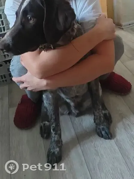 Пропал собака, улица Ушинского, Чебоксары - пятнистый с большой черной точкой - photo