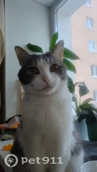 Пропал кот, Первомайская улица, 54, Уфа - серо-белый с коричневыми глазами - photo