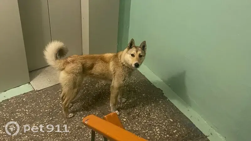 Найдена собака, проспект Победы, 291, Челябинск - малышка, ласковая, не кусается - photo