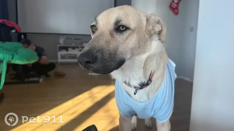 Пропала собака, Дорожная улица, 65А, Усад - белая с розовым ошейником - photo