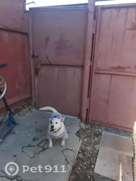 Пропала собака, проспект Дружбы, городской округ Курск - белая с пятном на глазу - photo