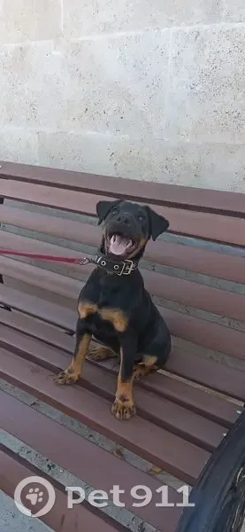 Пропал собака, Теплосерная улица, Пятигорск - ягдтерьер, откликается на Сэм - photo