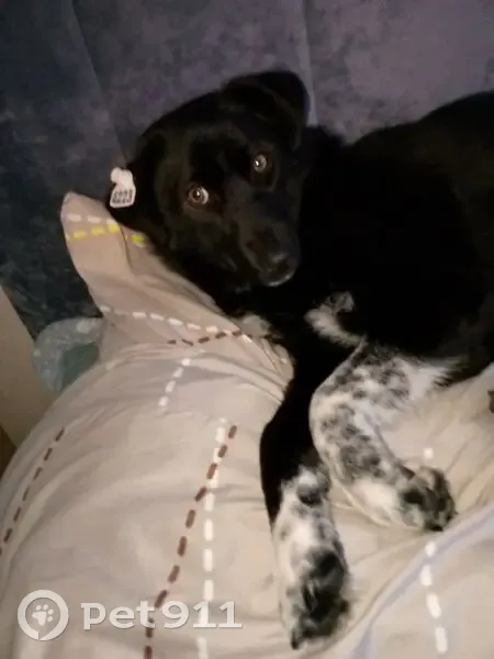 Пропала собака, Ельня, Смоленская область - белая лапка в горошек - photo