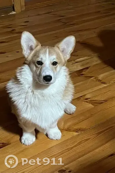 Пропал собака, Мамонино, Татарстан - рыже-белый мальчик, очень ласковый - photo