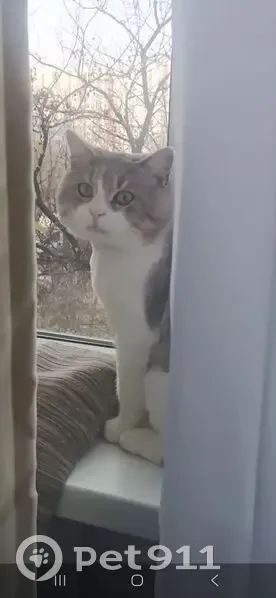 Пропал кот, Звёздная улица, городской округ Курск - окрас серый и белый - photo