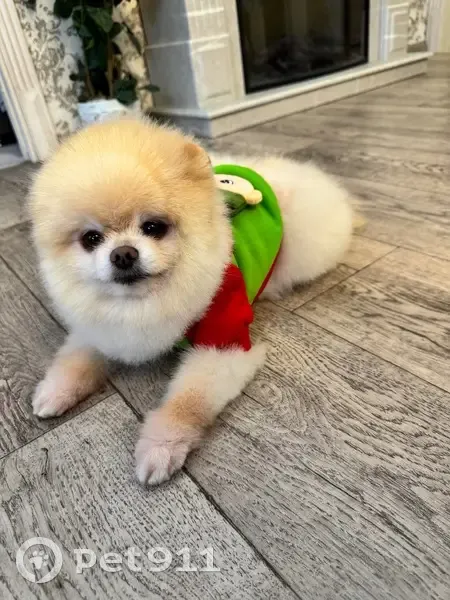 Пропал собака, улица Пугачёва, Нижний Новгород - молочный окрас, добрый - photo