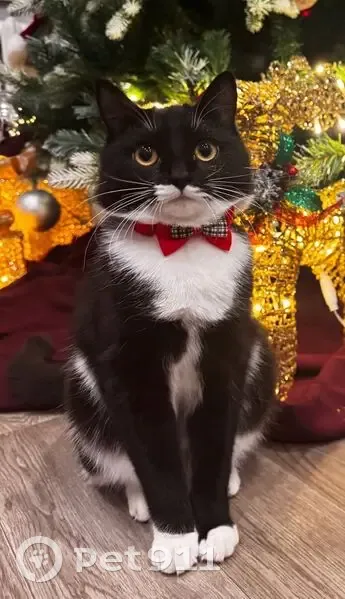 Пропала кошка, Октябрьская улица, 184/1, Благовещенск - черно-белая с белыми лапками - photo