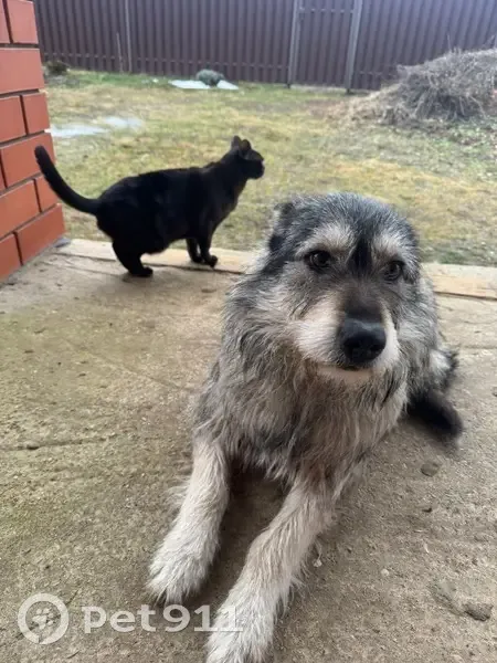 Пропала собака, мужской, городской округ Тверь, Тверь - окрас черный с белыми пятнами - photo