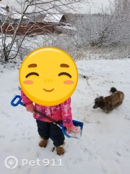 Пропала собака, Щигры, Курская область - тигрового цвета, шустрая - photo