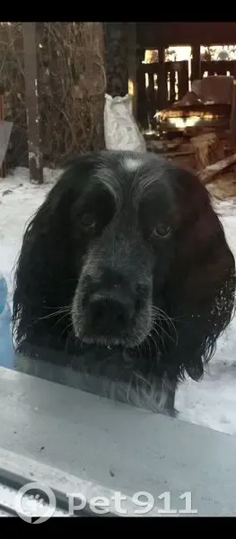 Пропал спаниель, мужской, Республика Алтай, Онгудайский район - чёрный с белыми пятнами - photo
