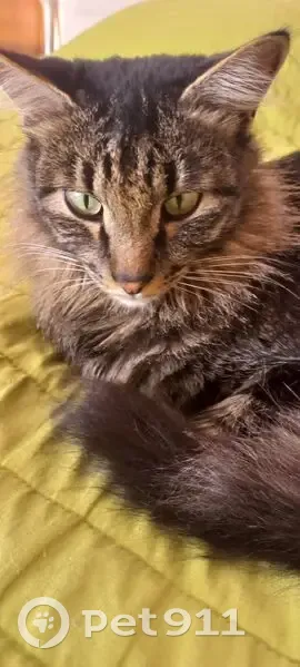 Пропала кошка, улица Труда, 5, Сосновоборск - photo