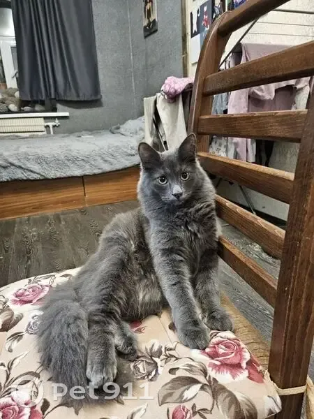 Пропал кот, Октябрьская улица, 29, Саратов - пушистый серый окрас - photo