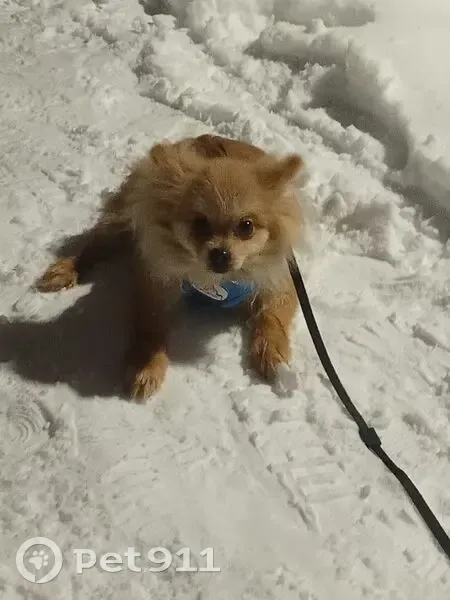 Пропал собака, улица Мира, 15А, Кулебаки - маленький пушистый и рыжий - photo