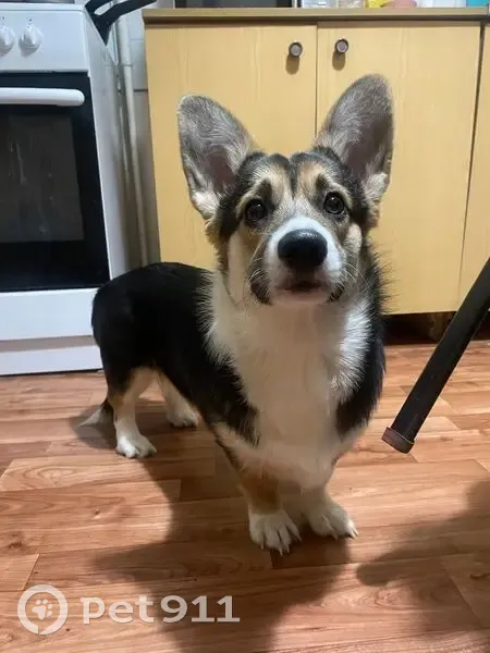 Пропала собака, Витебская улица, Челябинск - коричневая с оттенками черного и белого - photo