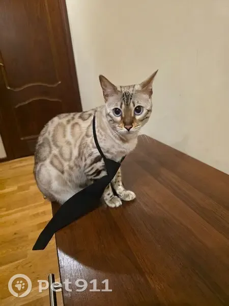 Пропала кошка, Ямская улица, городской округ Курск - бенгальская кошечка, голубые глаза - photo