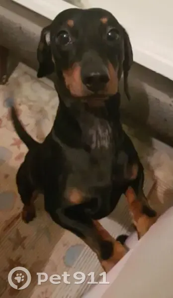 Пропал собака, Клин, Московская область - такса чёрно подпалый, очень добрый - photo