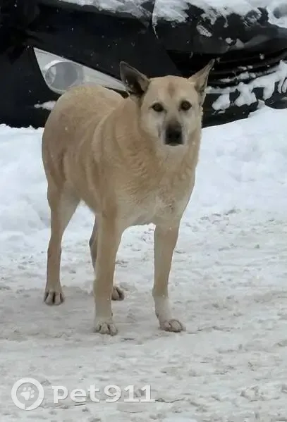 Пропал собака, улица Жуковского, 1, Жуковский - бездомный, хромает - photo