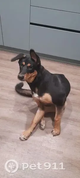 Пропала собака, улица Болейко, 1, Челябинск - крупная, в голубом ошейнике - photo