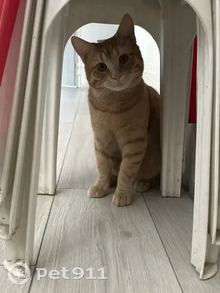 Пропал кот, улица Калинина, 48, Батайск - рыжий с белым пятнышком на животе - photo