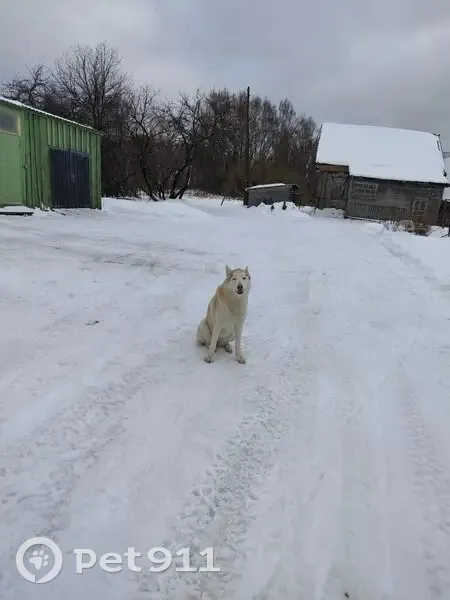 Пропала собака, женский пол, Тимирязевское сельское поселение, Ивановская область - украли в Лухском районе - photo