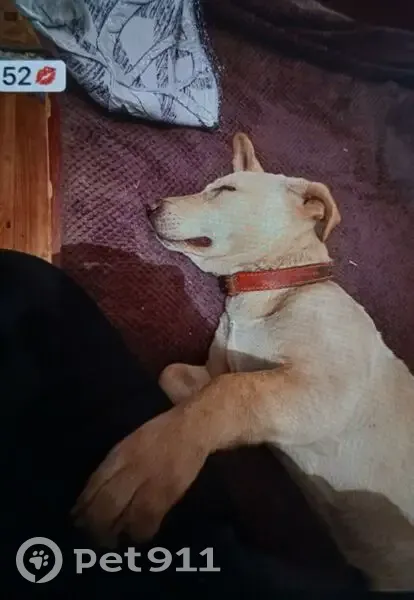 Пропала собака, Борисоглебск, Воронежская область - бежевая с красным ошейником - photo