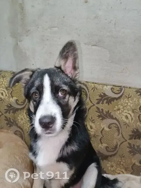 Пропал собака, Луговая улица, 28, Сафоново - черно-белый окрас, одно ухо висит - photo