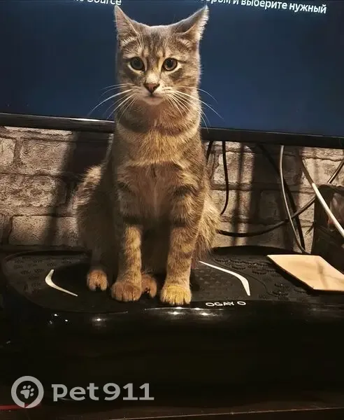 Пропал кот, Осыпная улица, Кострома - светло-серый, зелёные глаза - photo