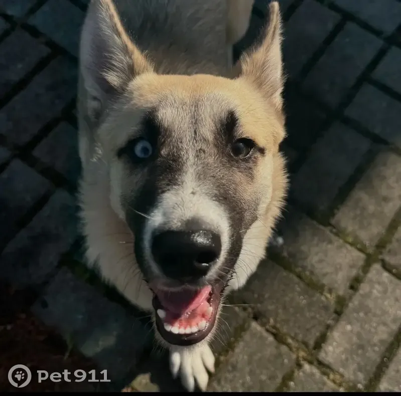 Пропал собака, Яблоневка, Калининградская область - photo