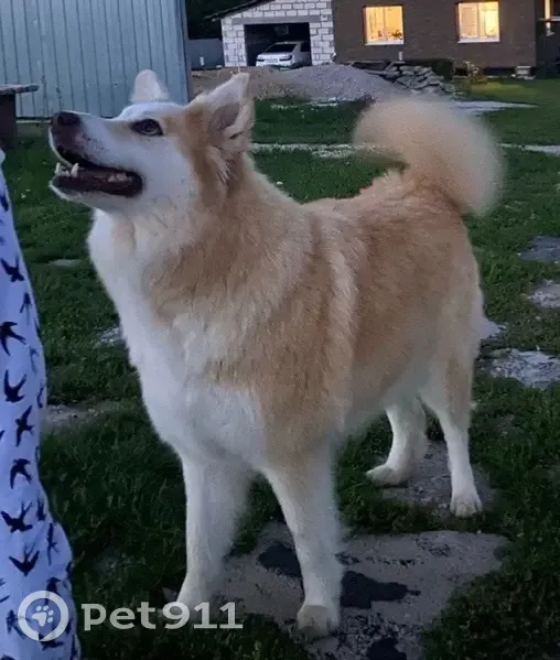 Пропала собака, девочка, 70К-246, Фёдоровка - кличка Моня - photo