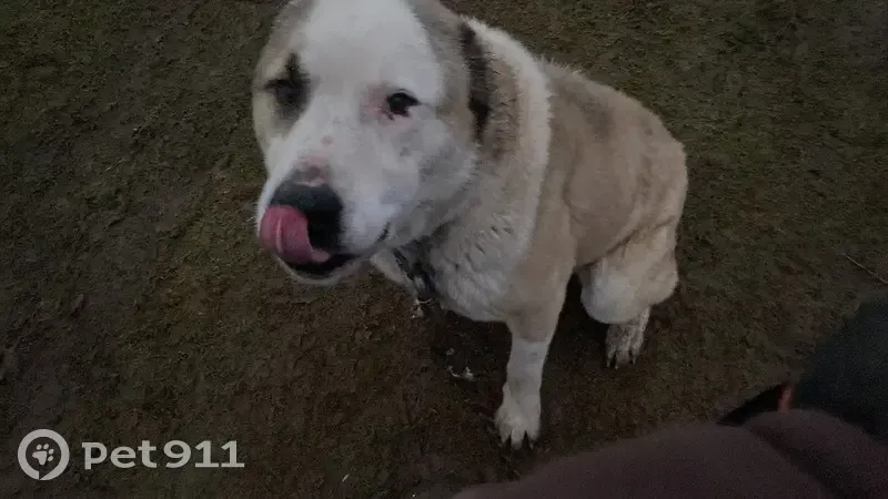 Пропал собака, алабай по кличке Тарзан, Большеврудское сельское поселение, Ленинградская область - photo