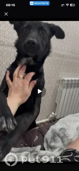 Пропал собака, мужской, улица Горяева, Курган - чёрный с белыми лапками - photo