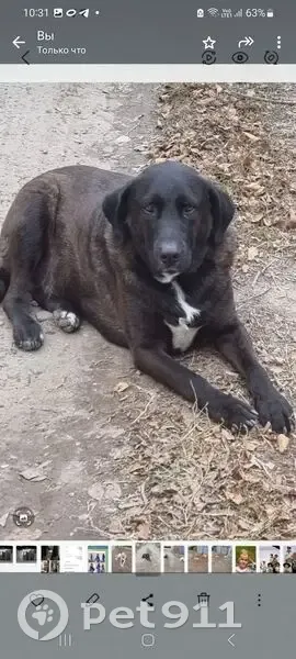 Пропал собака, Началовское шоссе, Астрахань - крупный, черный с белыми подпалинами - photo