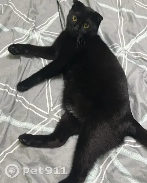 Пропал кот, улица Ленина, 22, Минеральные Воды - вислоухий, чёрный, гладкошёрстный - photo