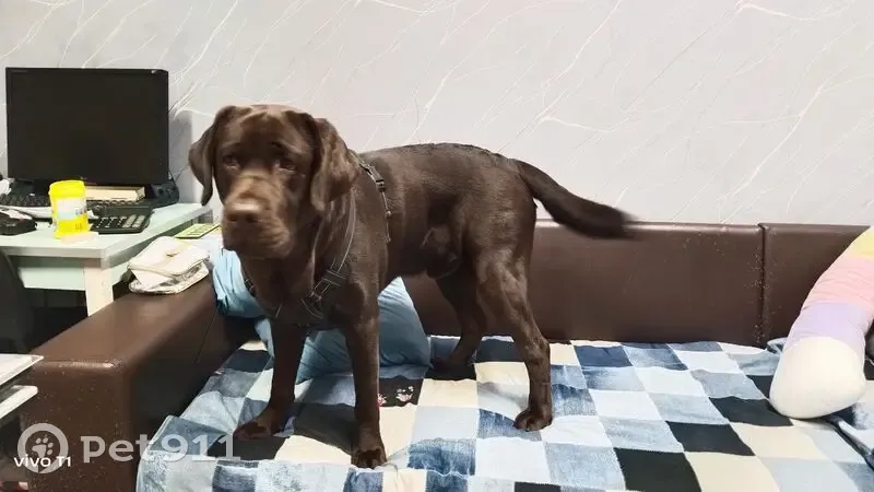 Пропал собака, Орсовская улица, 3, городской округ Ижевск - коричневый лабрадор - photo