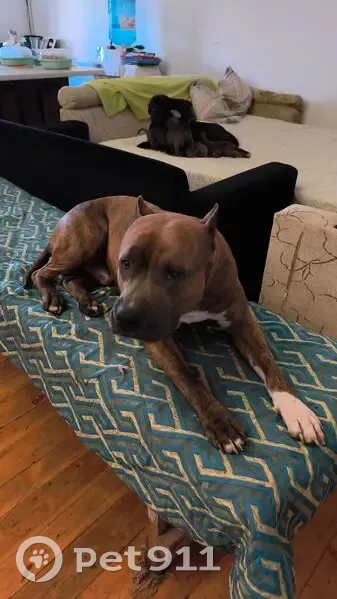 Пропала собака, тигровый окрас, Ставрополь, Ставропольский край - photo