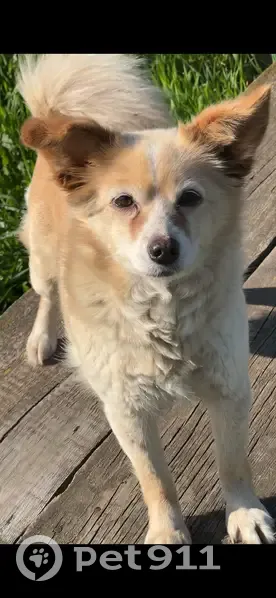 Пропала собака, Республиканская улица, 6, Ревда - выбежала со двора - photo
