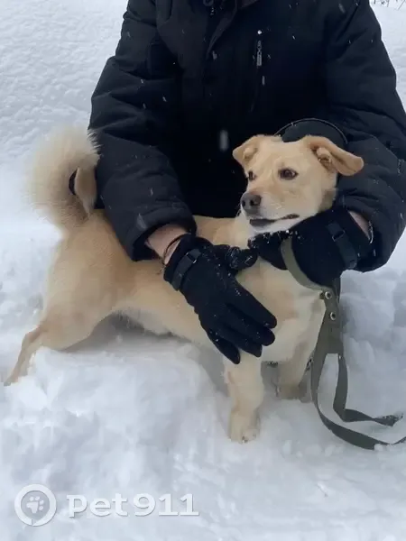 Пропал собака, улица Мичурина, 79, Томск - светло рыжий окрас - photo