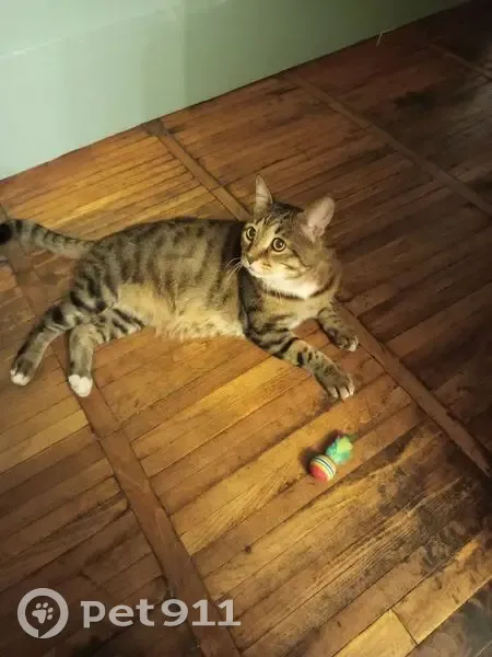 Пропал кот, улица Расковой, Москва - тигровый окрас, белые носочки - photo