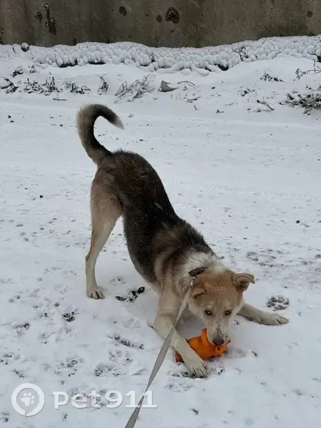 Пропал собака, улица Дзержинского, 29, Комсомольск-на-Амуре - Тайсон, 2 года, кожаный ошейник - photo