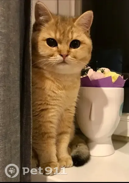 Пропал кот, Павловский Посад, Московская область - район городка - photo