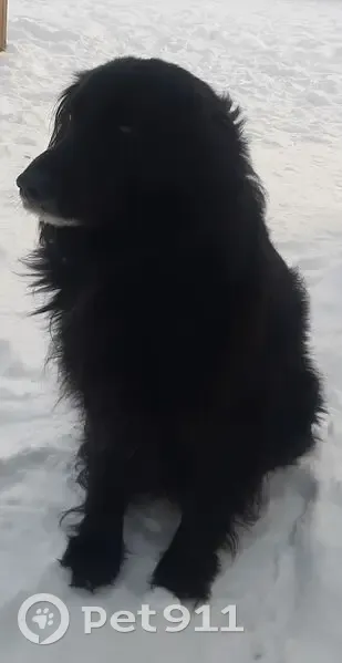 Пропал собака, улица Калинина, 17, Иваново - чёрный, пушистый, среднего размера - photo