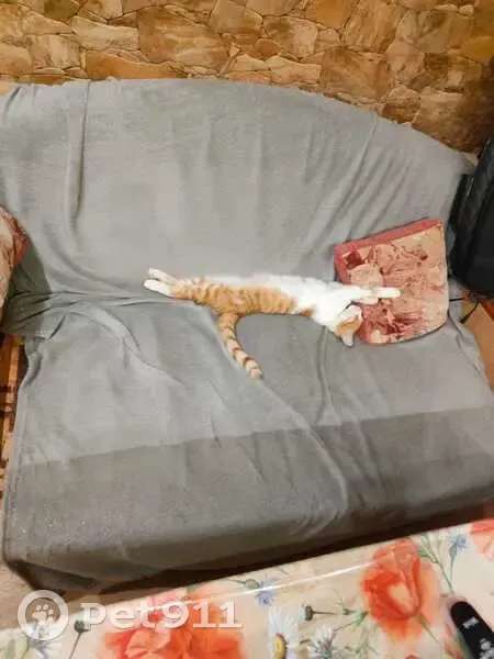 Пропала кошка, Сычевский проезд, 23, Ставрополь - белая с рыжими пятнами - photo