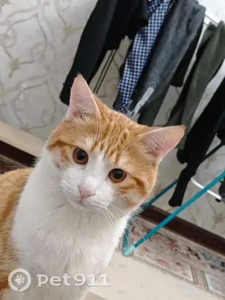 Пропал кот, проспект Аметхана Султана, 3/28, Махачкала - рыжая спина, белые лапы - photo