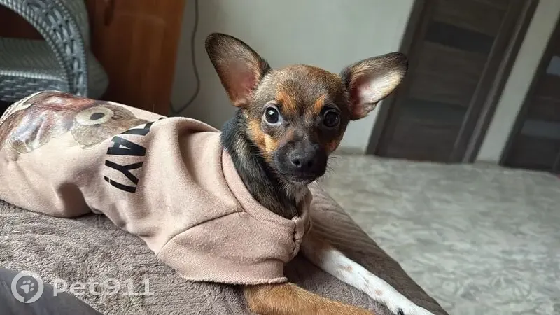 Пропала собака, женский, Радужная улица, Зеленокумск - рыженького цвета с чёрным подпалом - photo