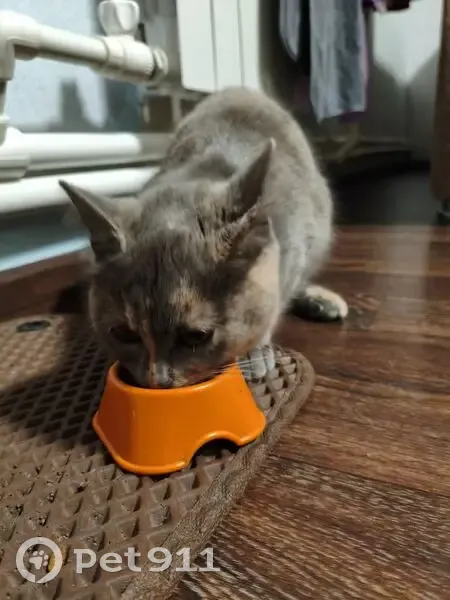 Найдена кошка, улица Салтыкова-Щедрина, городской округ Липецк - серая с родинкой - photo