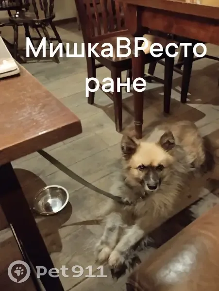 Пропал собака, улица Вейнбаума, Красноярск - возможно запрыгнул в автобус - photo